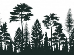 Oposiciones Ingenieros Técnicos Forestales Junta de Castilla y León Convocatoria 2021